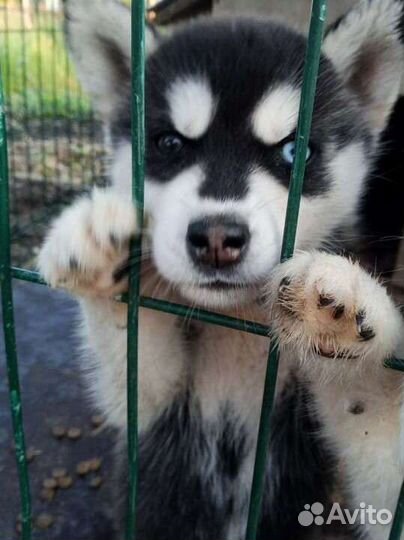 Сибирский хаски