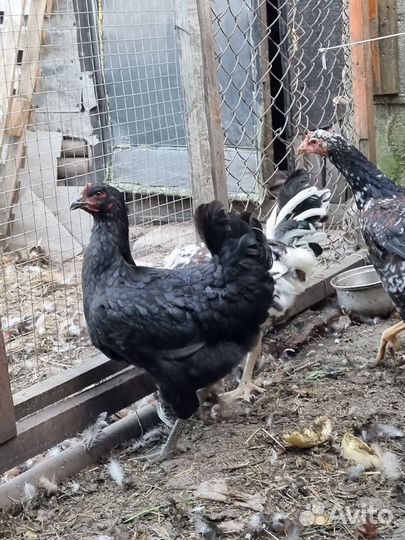 Куры джерсийский гигант