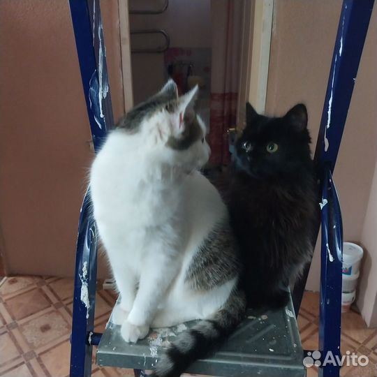 Кошечка 4-5 месяцев бесплатно котенок