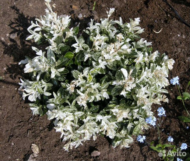 Ива извилистая, ива нана, бересклет форчуна