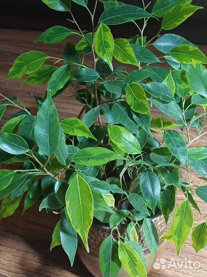 Фикус бенджамина