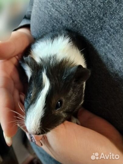 Морская свинка