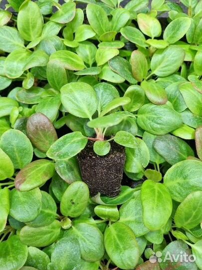 Рассада Бадана Брессингем Вайт