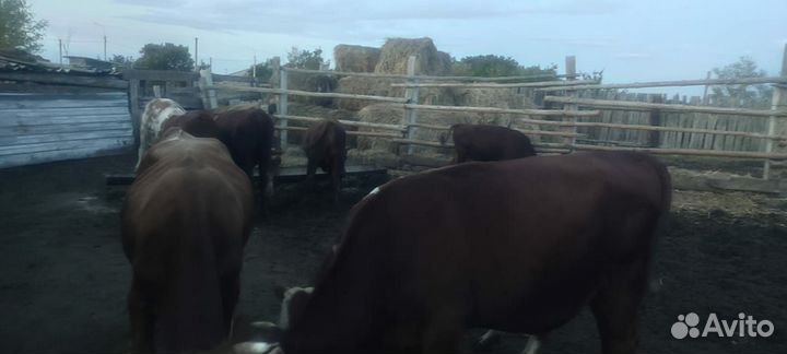 Бычки и быки