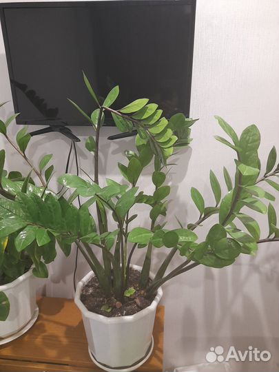 Долларовое дерево