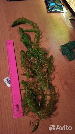 Роголистник