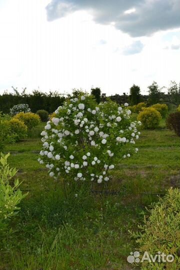 Калина обыкновенная