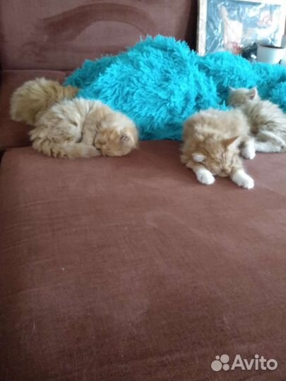 Кушетка новая складная