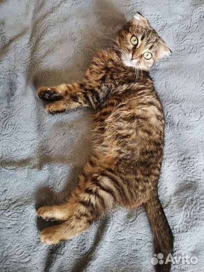 Котенок в добрые руки