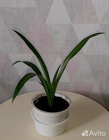 Комнатные растения