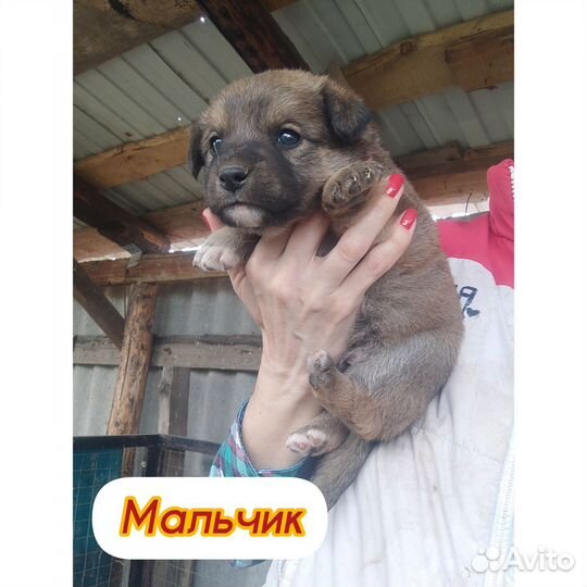 Щенки в дар