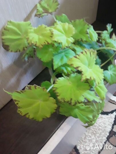 Комнатные растения