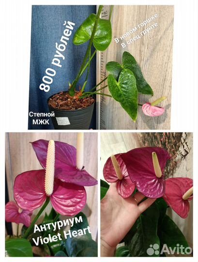 Большой выбор сортовых Антуриумов