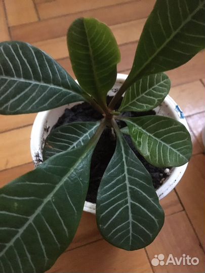 Молочай гребенчатый