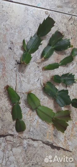 Декабрист отростки