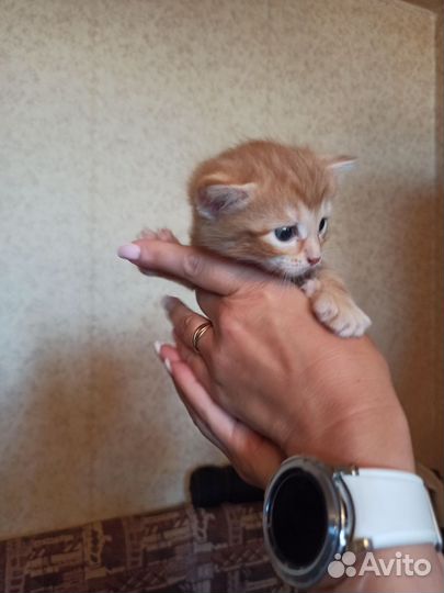 Рыжие хвостики в добрые руки