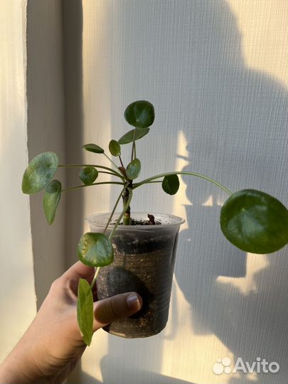 Пилея пеперомиевидная