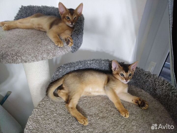 Абиссинская