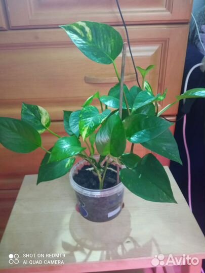 Эпипремнум золотистый