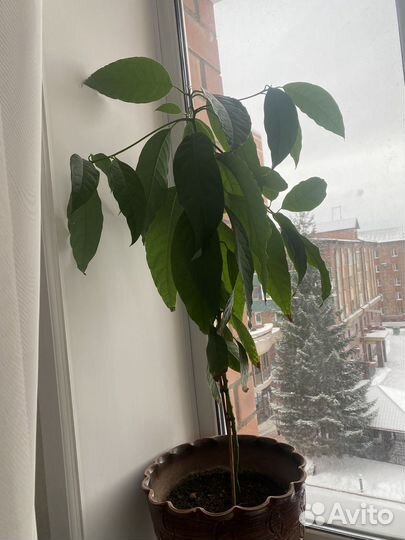 Авокадо растение