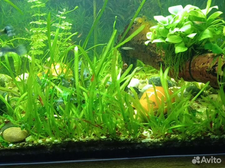 Аквариумные рыбки