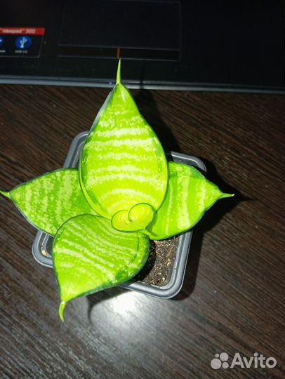 Сансевиерия голден баннер, Филиппин голд