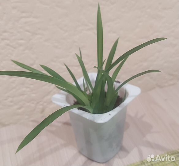 Хлорофитум