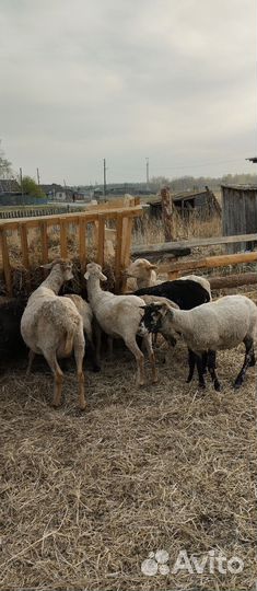 Продам овец