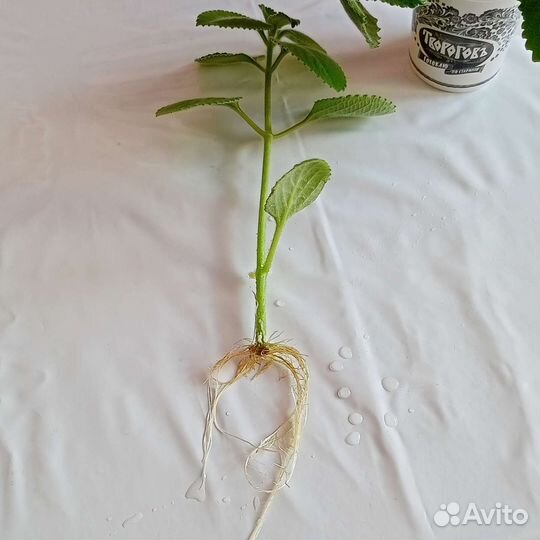 Мята комнатная ароматная