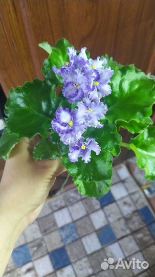 Фиалка Curly ocean