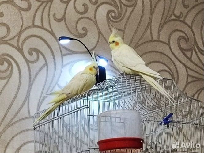 Пара попугаев карелла с клеткой