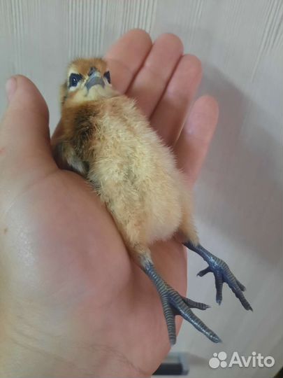 Яйцо, цыплята от несушки с цветным яйцом