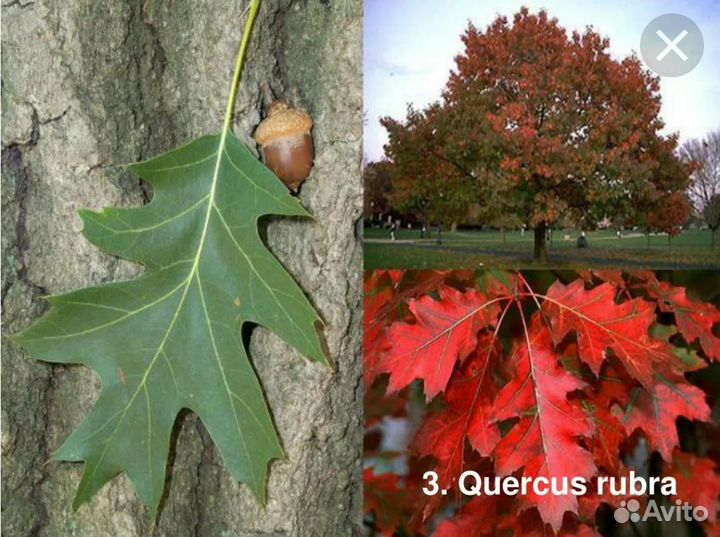 Саженцы дуба красного