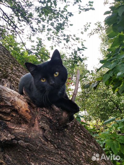 Кот в хорошие руки
