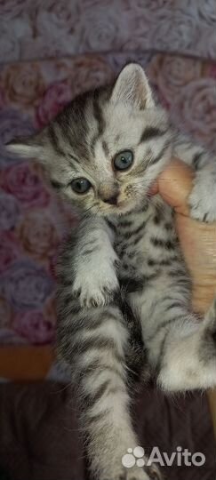 Шотландская Кошка