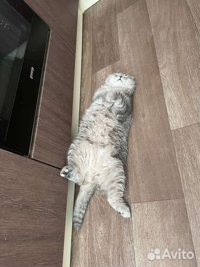 Отдам в добрые руки