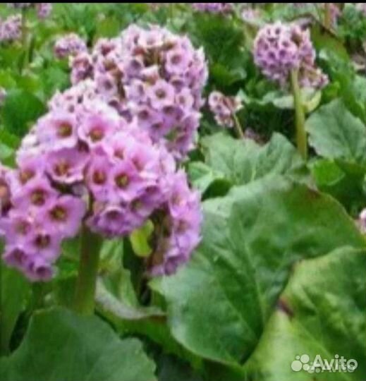 Многолетники, садовые цветы