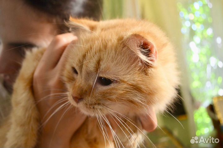 Злата - солнечная кошечка в дар