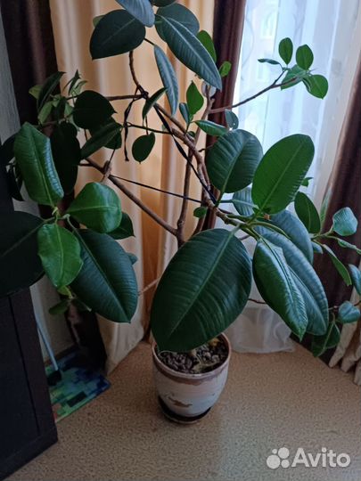 Комнатные растения