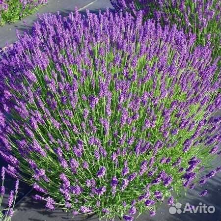 Саженцы лаванды
