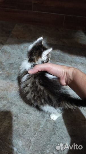 Отдам котенка в добрые руки