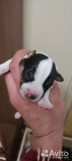 Щенки Джек Рассел
