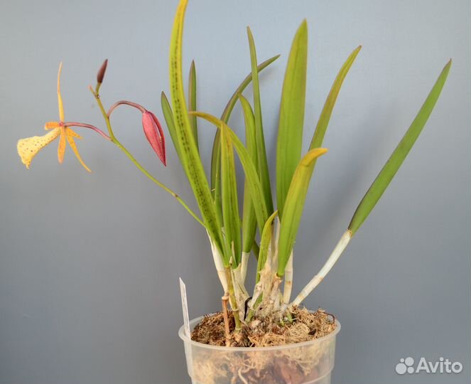 Орхидея каттлея