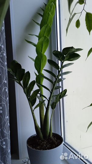 Замиокулькас