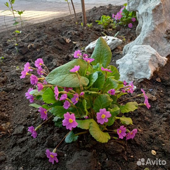 Примула, хоста