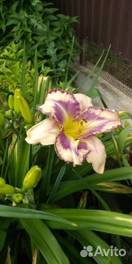 Цветы садовые