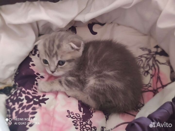 Вислоухая девочка