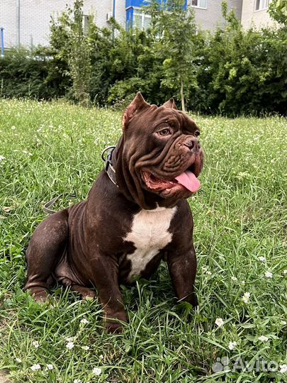 Американский булли вязка