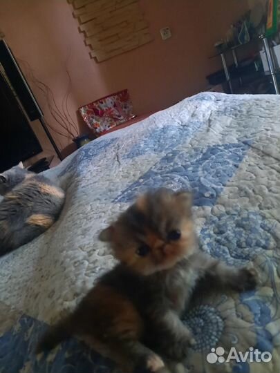 Персидская кошечка