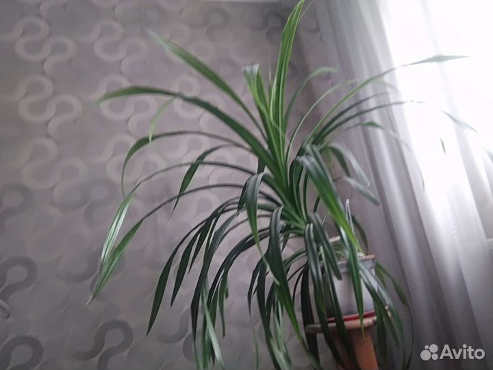 Пальма панданус